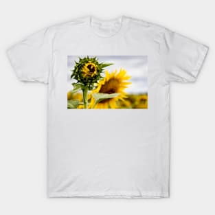 Sunflower Field T-Shirt